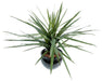 Pianta Artificiale Dracaena Marginata 45 Cm Decorazione
