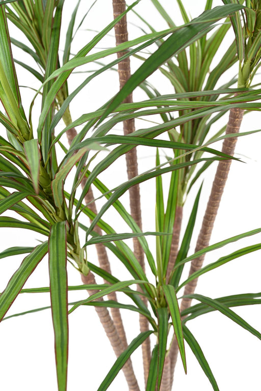 Pianta Artificiale Dracaena Marginata H.160Cm Verde