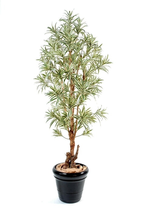 Pianta Artificiale Dracaena Reflexa 150Cm Decorazione