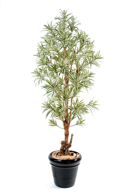 Pianta Artificiale Dracaena Reflexa 150Cm Decorazione