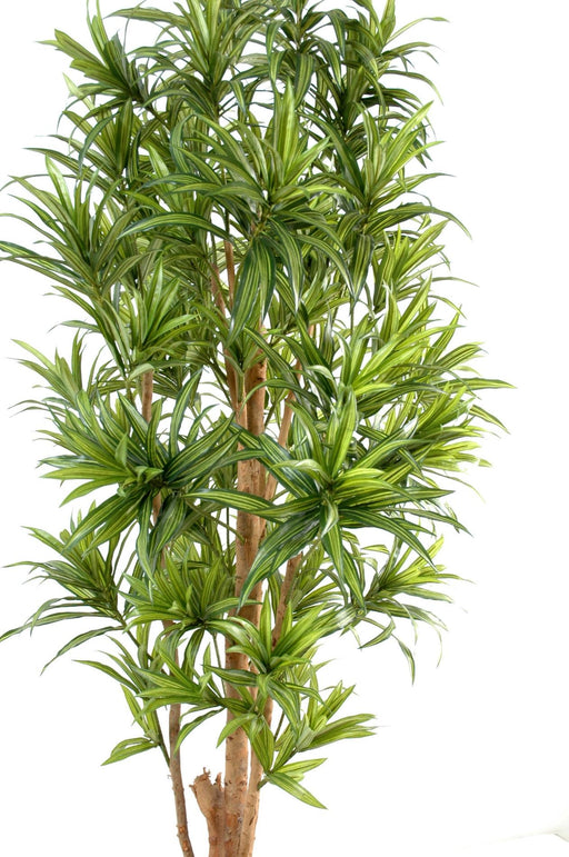 Pianta Artificiale Dracaena Reflexa 180Cm Decoro Verde