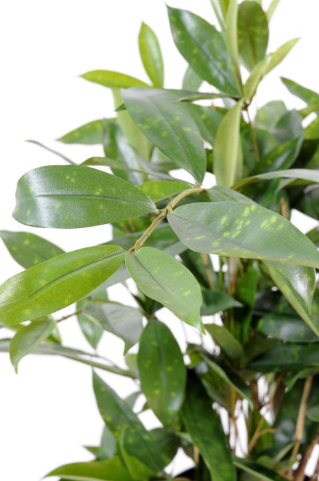 Pianta Artificiale Dracaena Surculosa 60Cm Verde