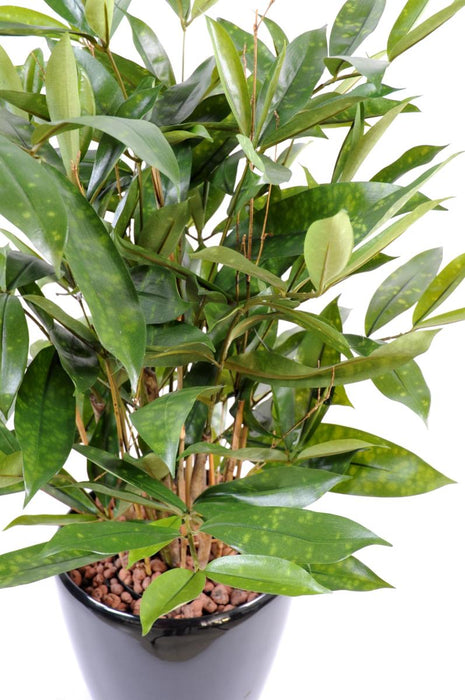 Pianta Artificiale Dracaena Surculosa 60Cm Verde