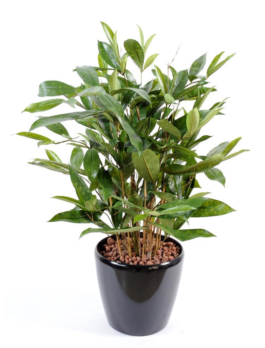 Pianta Artificiale Dracaena Surculosa 60Cm Verde