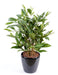 Pianta Artificiale Dracaena Surculosa 60Cm Verde