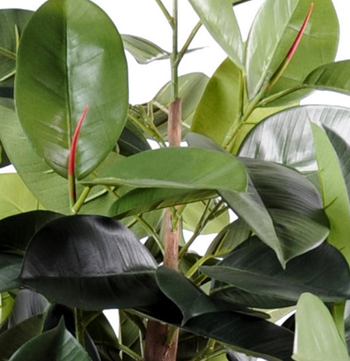Pianta Ficus Artificiale Elastica 110 Cm