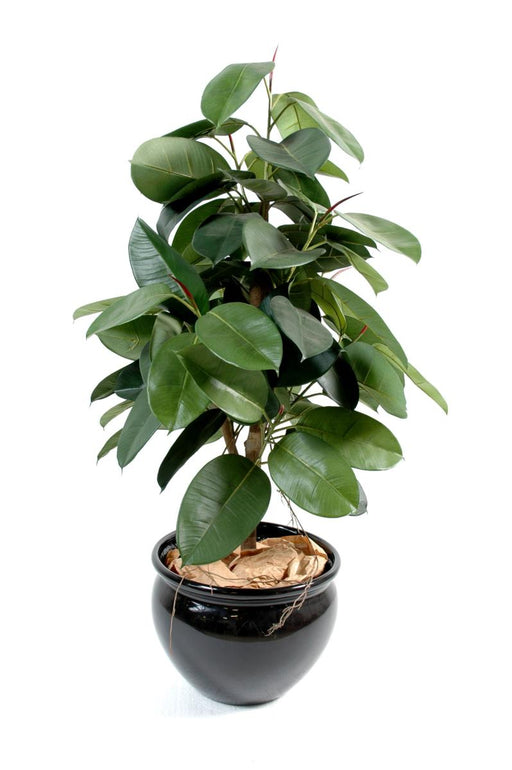 Pianta Ficus Artificiale Elastica 110 Cm