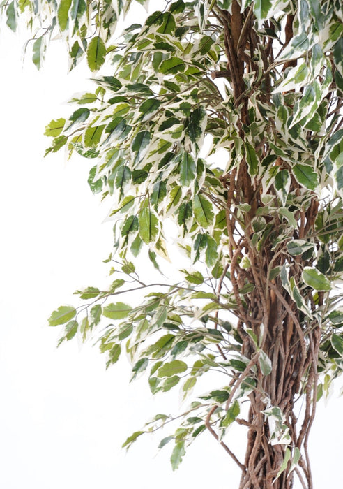 Pianta Artificiale Ficus Liane 150 Cm Verde Crema