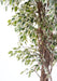 Pianta Artificiale Ficus Liane 150 Cm Verde Crema