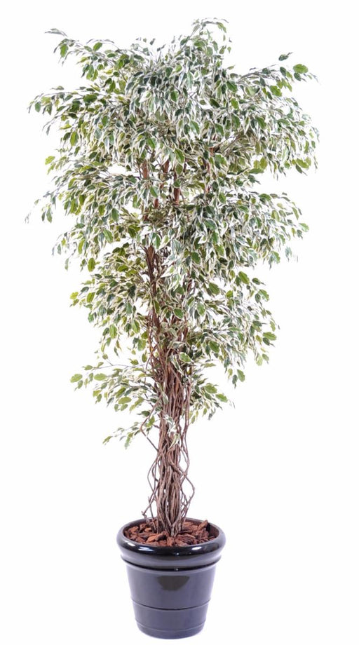Pianta Artificiale Ficus Liane 150 Cm Verde Crema