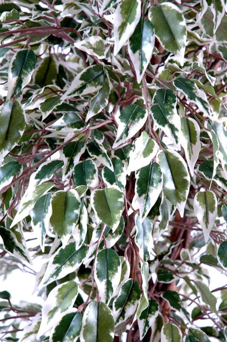 Pianta Artificiale Ficus Lianas 150Cm Verde Crema