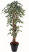 Pianta Artificiale Ficus Liane 180 Cm Verde Crema