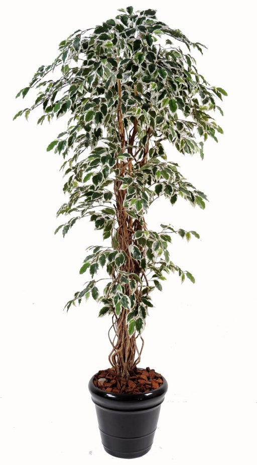 Pianta Artificiale Ficus Liane 180 Cm Verde Crema