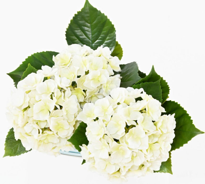 Pianta Di Ortensia Da Fioritura Artificiale Per La Decorazione