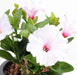 Pianta Artificiale Petunia Lilla 25Cm 4 Fiori