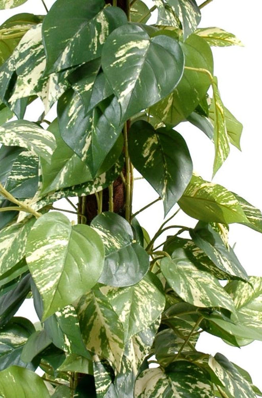 Pianta Pothos Artificiale 100Cm Con Paletto In Cocco