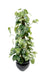 Pianta Pothos Artificiale 100Cm Con Paletto In Cocco