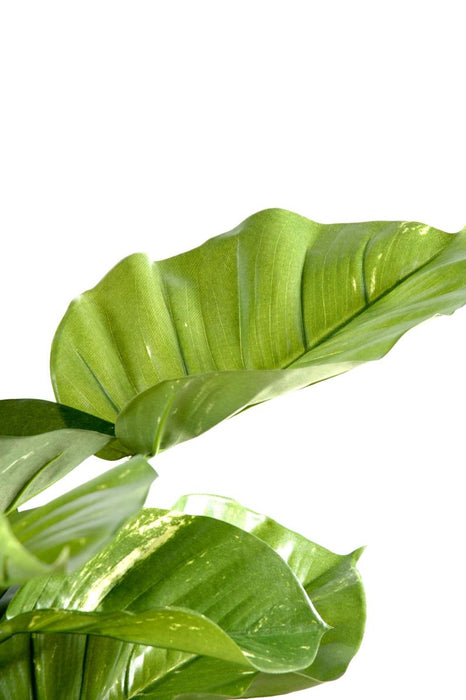 Pianta Artificiale Pothos Gigante 150 Cm Da Interno