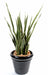 Pianta Artificiale Sansevieria 30 Foglie 110Cm