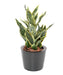 Pianta Artificiale Sansevieria 66Cm Decorazione Interni