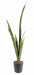 Pianta Artificiale Sansevieria H.105Cm Verde