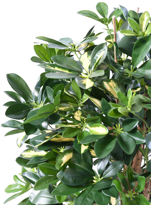 Pianta Artificiale Schefflera 110Cm Decorazione Interni