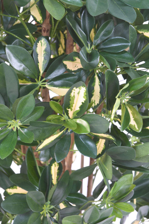 Pianta Artificiale Schefflera 150Cm Verde Variegata