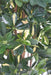 Pianta Artificiale Schefflera 150Cm Verde Variegata