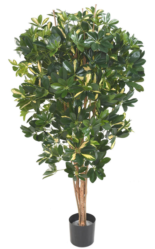 Pianta Artificiale Schefflera 150Cm Verde Variegata