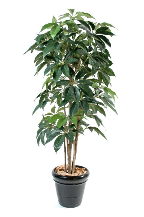 Pianta Artificiale Schefflera Amata 150 Cm Da Interno