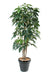 Pianta Artificiale Schefflera Amata 150 Cm Da Interno