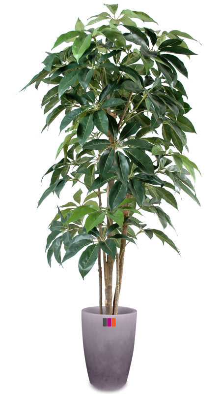 Pianta Artificiale Schefflera Amata 180Cm Indoor