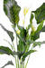 Pianta Artificiale Spathiphyllum 5 Fiori 80Cm