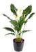 Pianta Artificiale Spathiphyllum 5 Fiori 80Cm