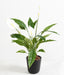 Pianta Artificiale Di Spathiphyllum Con Fiori Bianchi