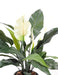 Pianta Spathiphyllum Artificiale In Vaso 53 Cm