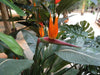 Pianta Artificiale Strelitzia 3 Fiori 150Cm