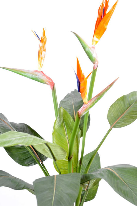 Pianta Artificiale Di Strelitzia Con Fiori D'arancio 98Cm
