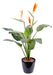 Pianta Artificiale Di Strelitzia Con Fiori D'arancio 98Cm