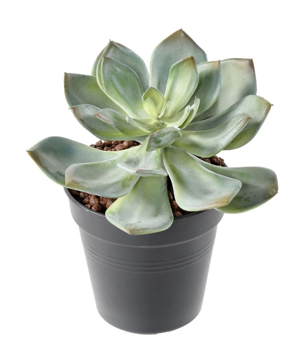 Pianta Grassa Artificiale Cactus Da Interno 12Cm