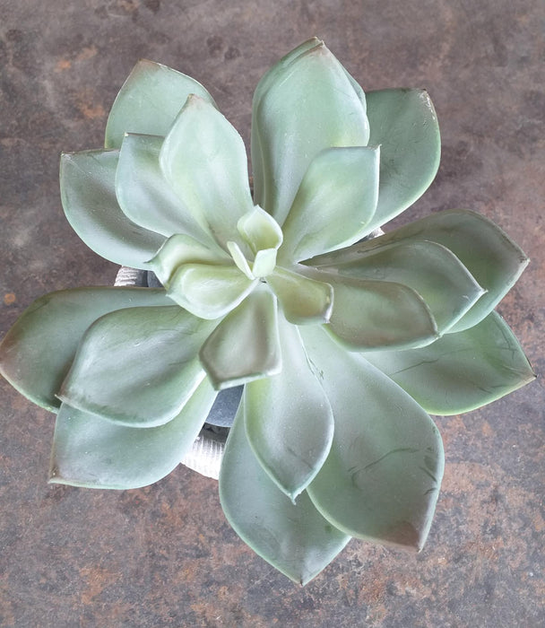 Pianta Grassa Artificiale Cactus Da Interno 12Cm