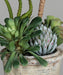 Pianta Succulente Artificiale In Vaso 25Cm