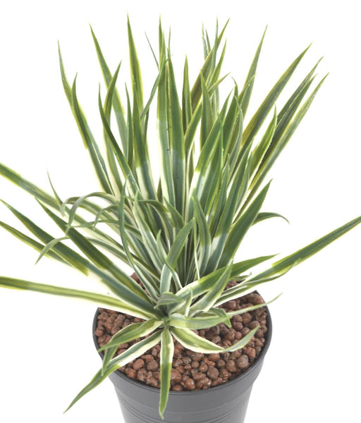 Pianta Artificiale Yucca Dorata Per Interni Ed Esterni