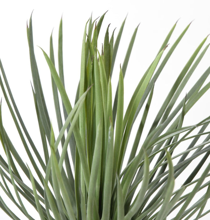 Pianta Artificiale Yucca Rostrata 40Cm Per Decorazione