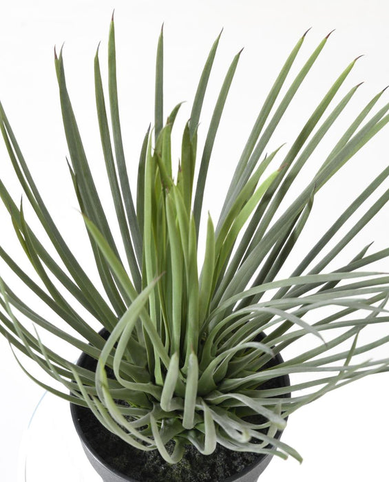 Pianta Artificiale Yucca Rostrata 40Cm Per Decorazione
