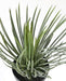 Pianta Artificiale Yucca Rostrata 40Cm Per Decorazione