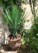 Pianta Artificiale Yucca Rostrata 60 Cm Verde
