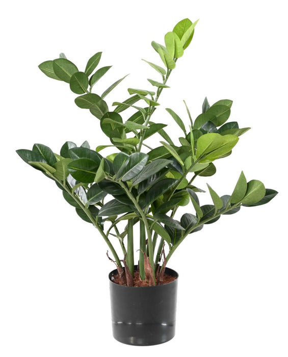 Pianta Artificiale Zamioculcas 60Cm Per Interni