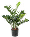 Pianta Artificiale Zamioculcas 60Cm Per Interni