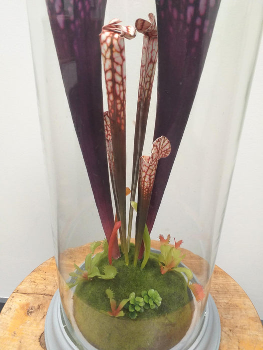 Pianta Carnivora Artificiale Con Campana In Vetro H.46Cm